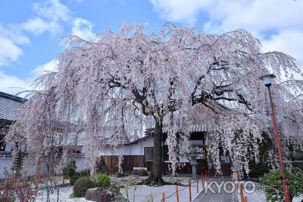 春空から注ぐ