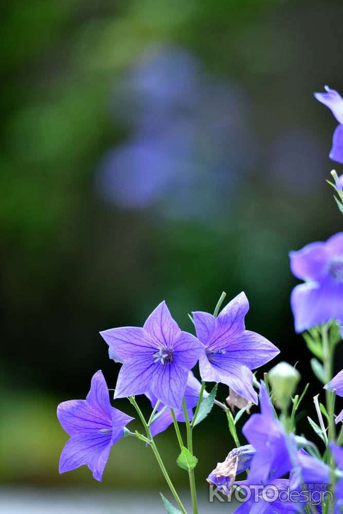 癒しの紫花