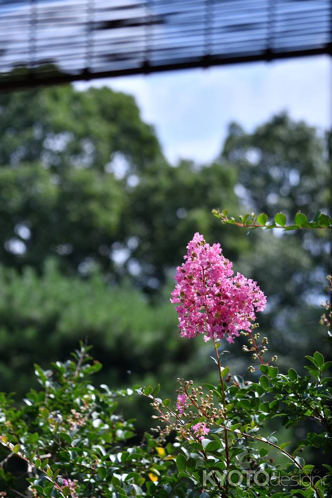 古書院、盛夏の彩