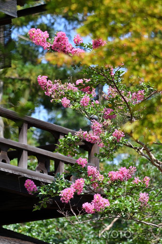 百日紅の祈願