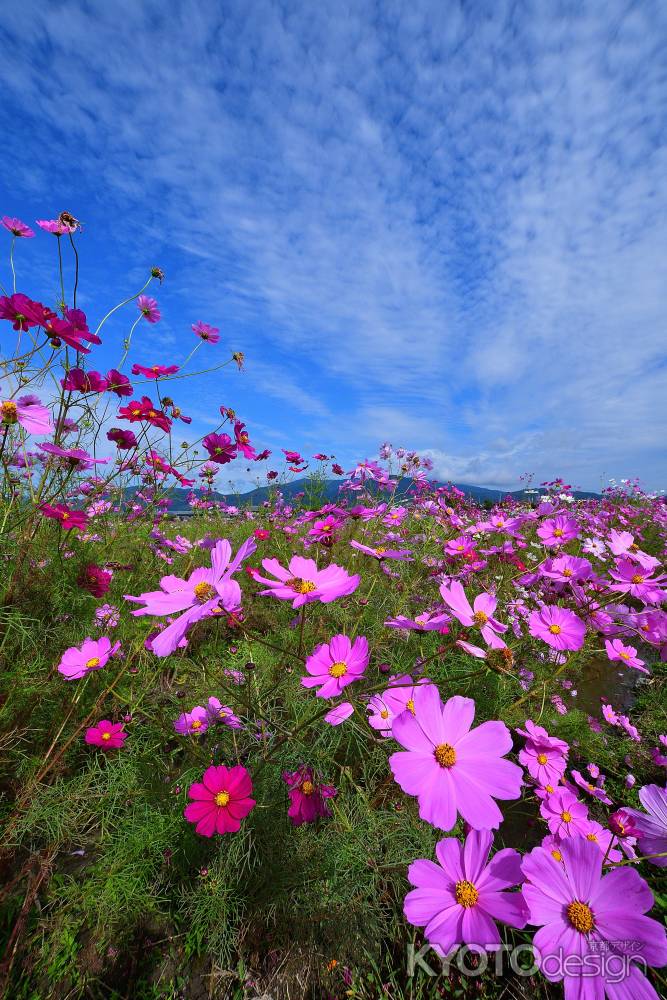 秋晴れの彩花