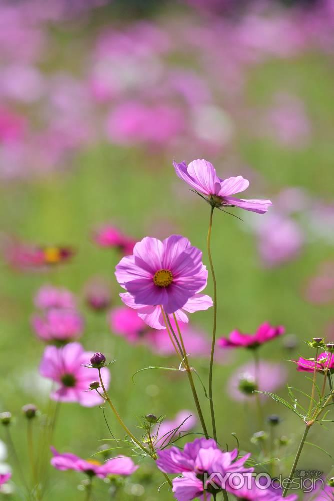 秋桜香る頃