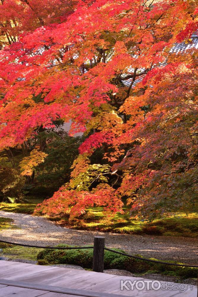 東山、錦の帯