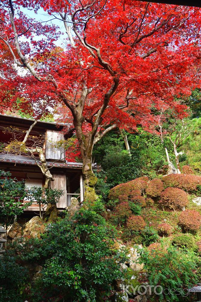 上書院、晩秋の朱彩