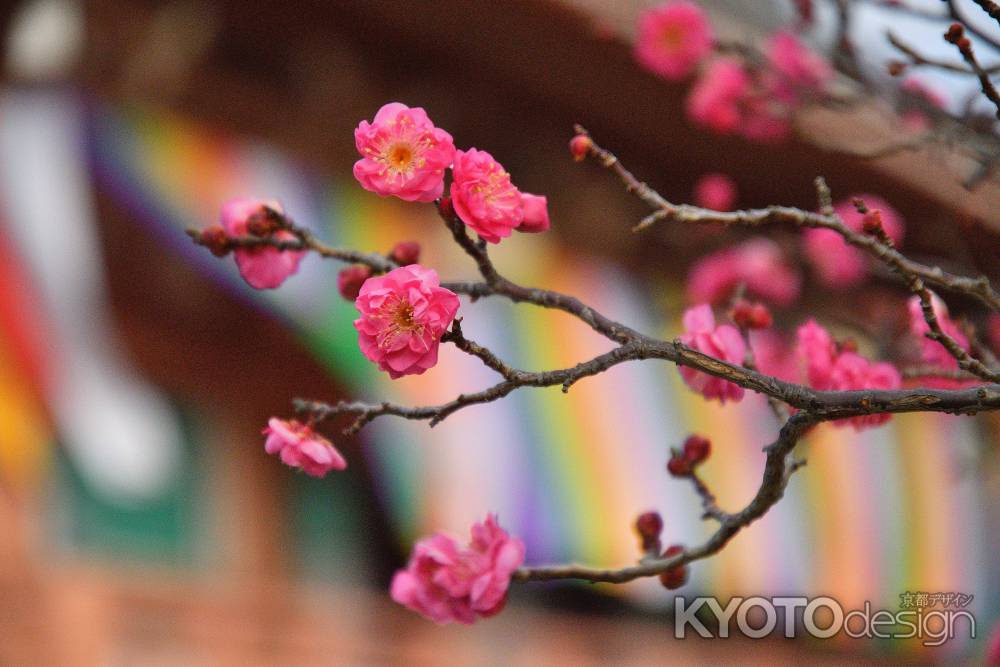 紅梅、春の祈願