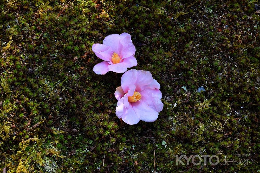 春節、侘びの花