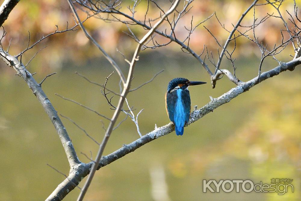 春風のさえずり