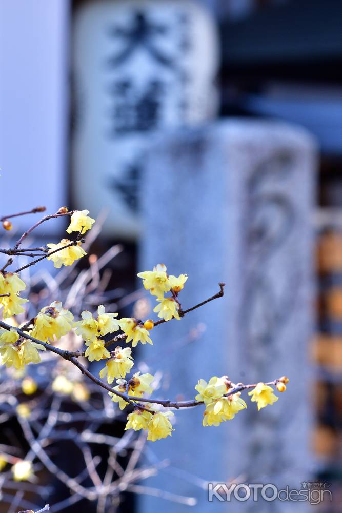 香る蝋の春花