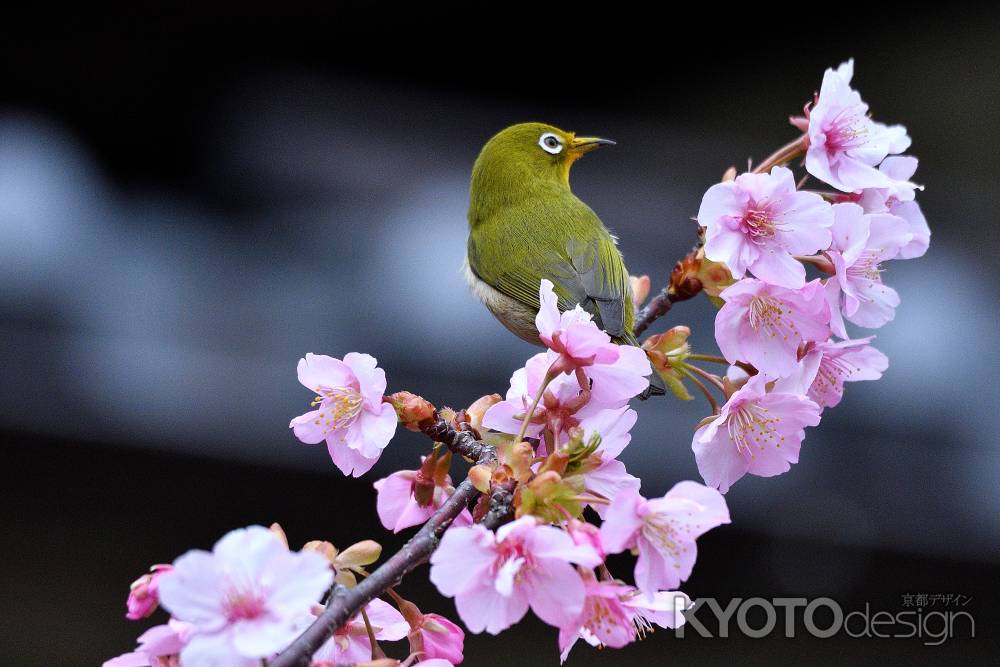 春光の芸能社