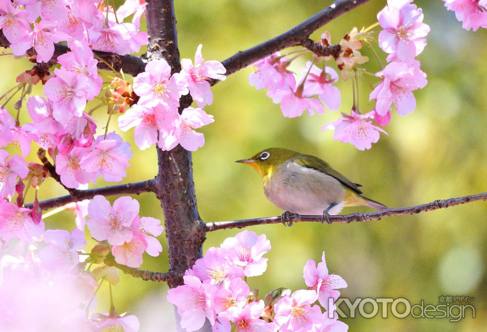 春光の参拝