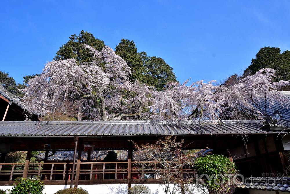 大原野、桜龍