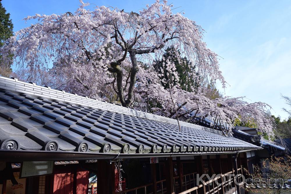 西山、甍の春景色