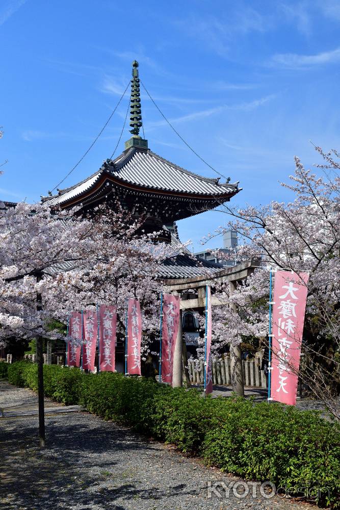 春空の桜染