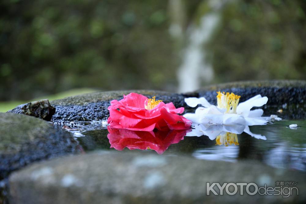 浄化の紅白椿