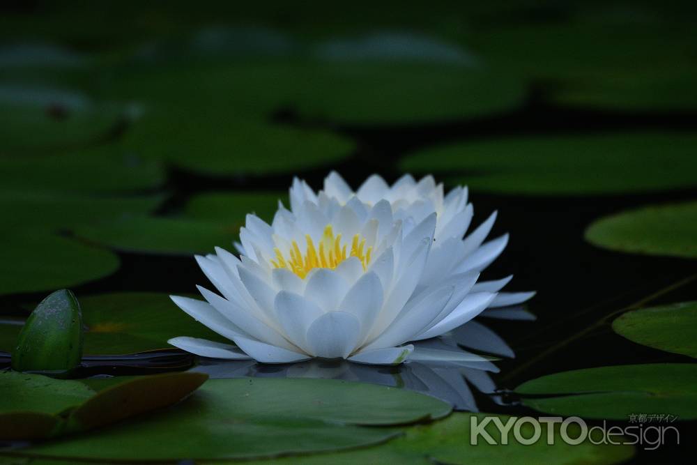 浄土の白花