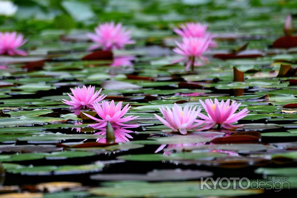 夏、水辺の宴