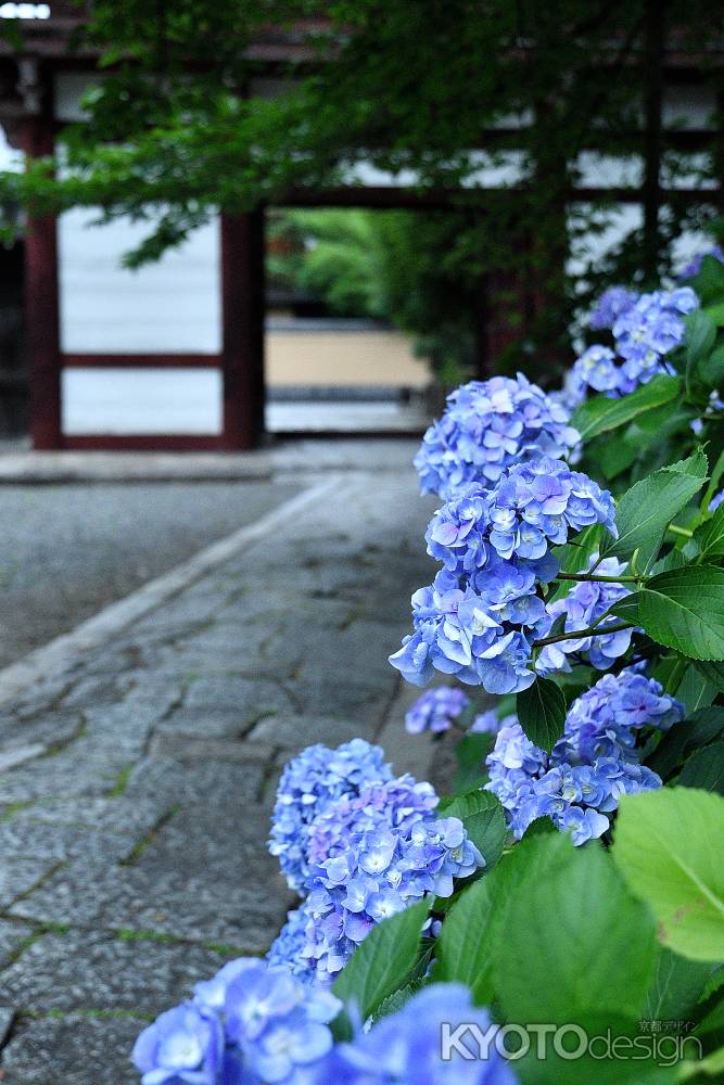 寺之内、梅雨の癒し