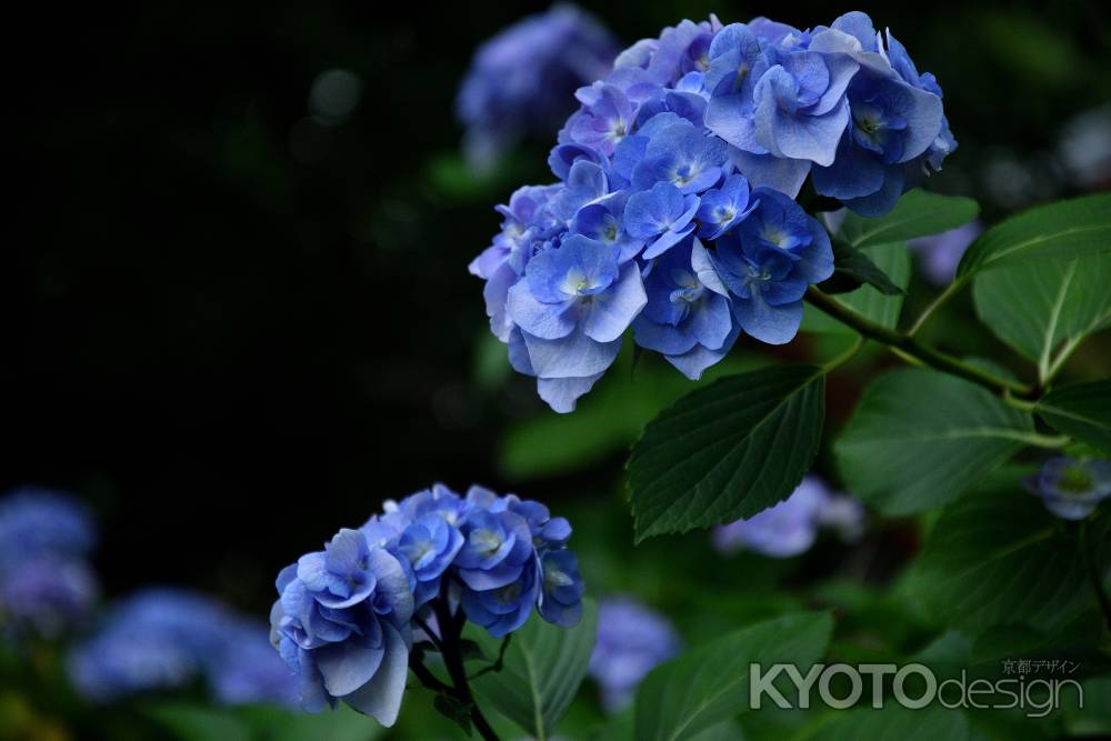 西陣、梅雨花の設え