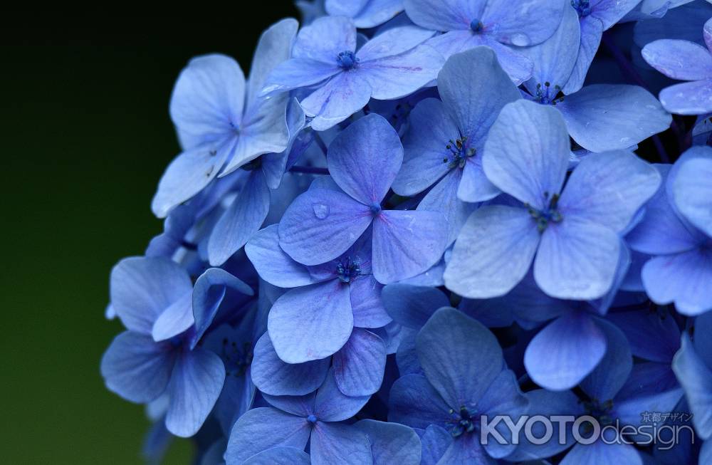 雨露の彩花