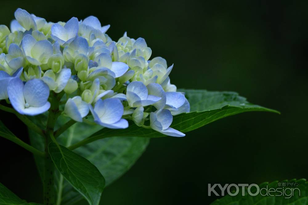 神苑、夏の蒼