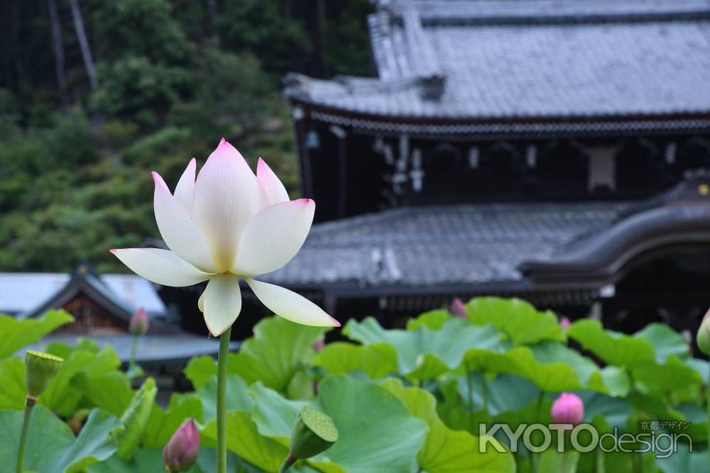 伽藍の聖華