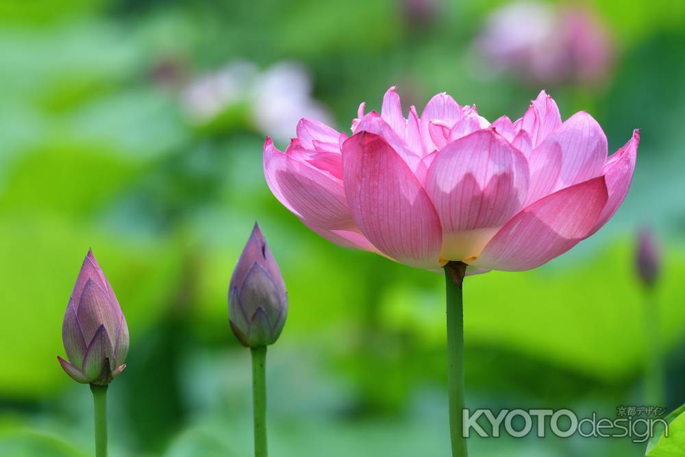 浄めの花蓮