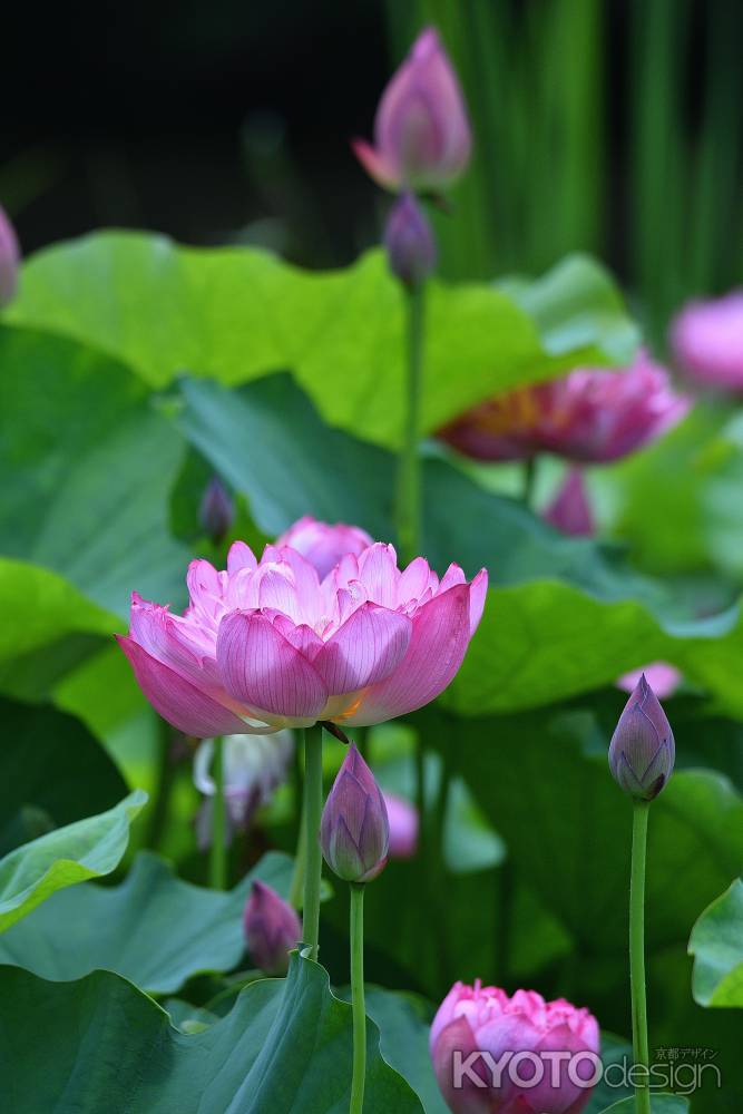 氷室池、蓮華図