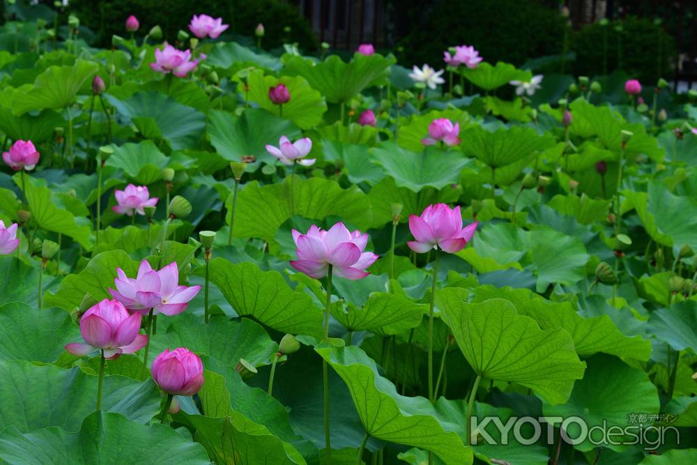 嵯峨野の蓮華