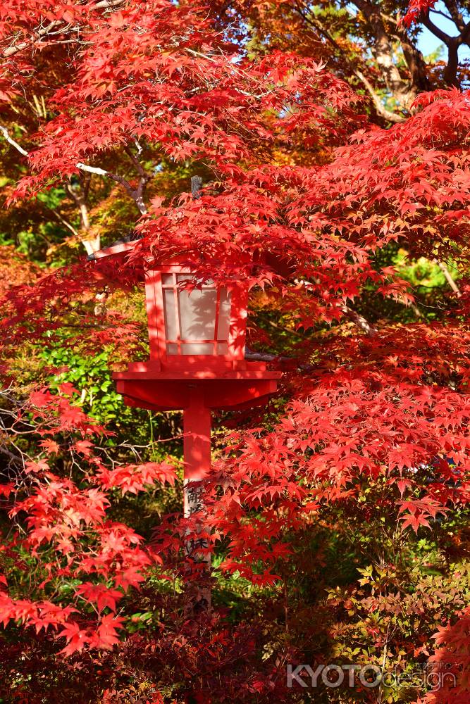 深紅の矢田宮