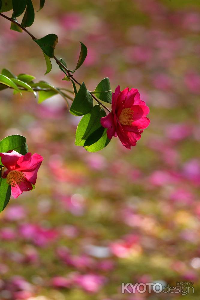 冬至の朱き花