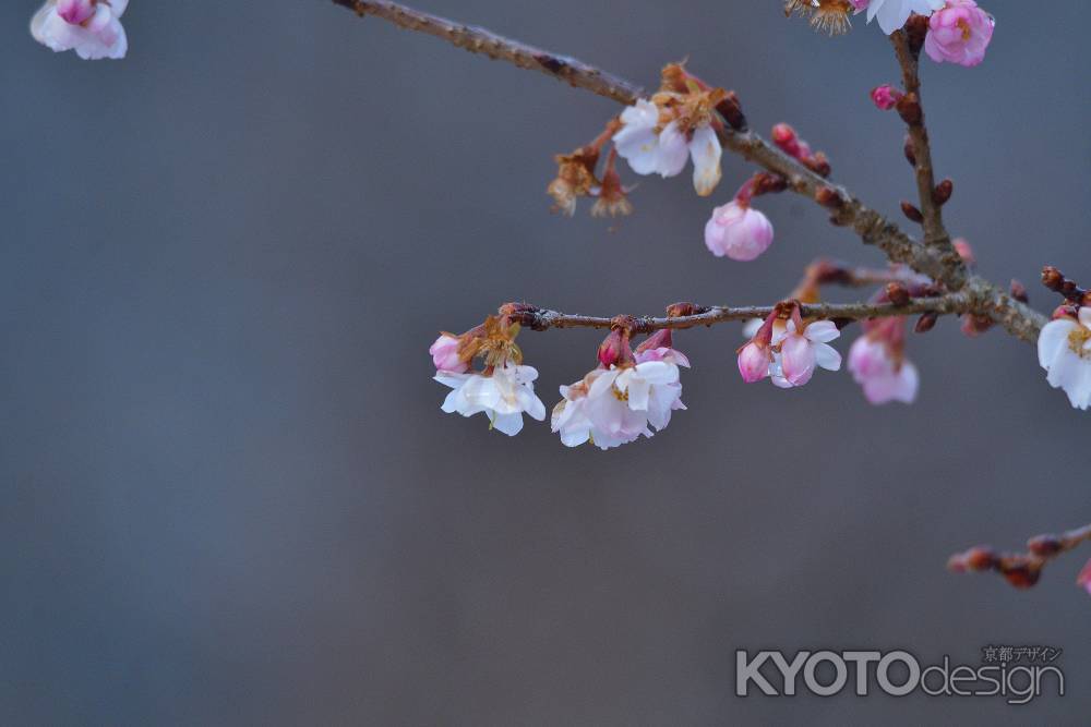 冬咲きの小桜