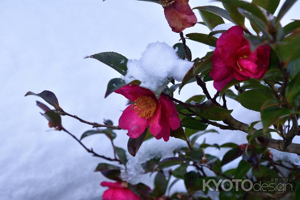 大原の里、雪花図