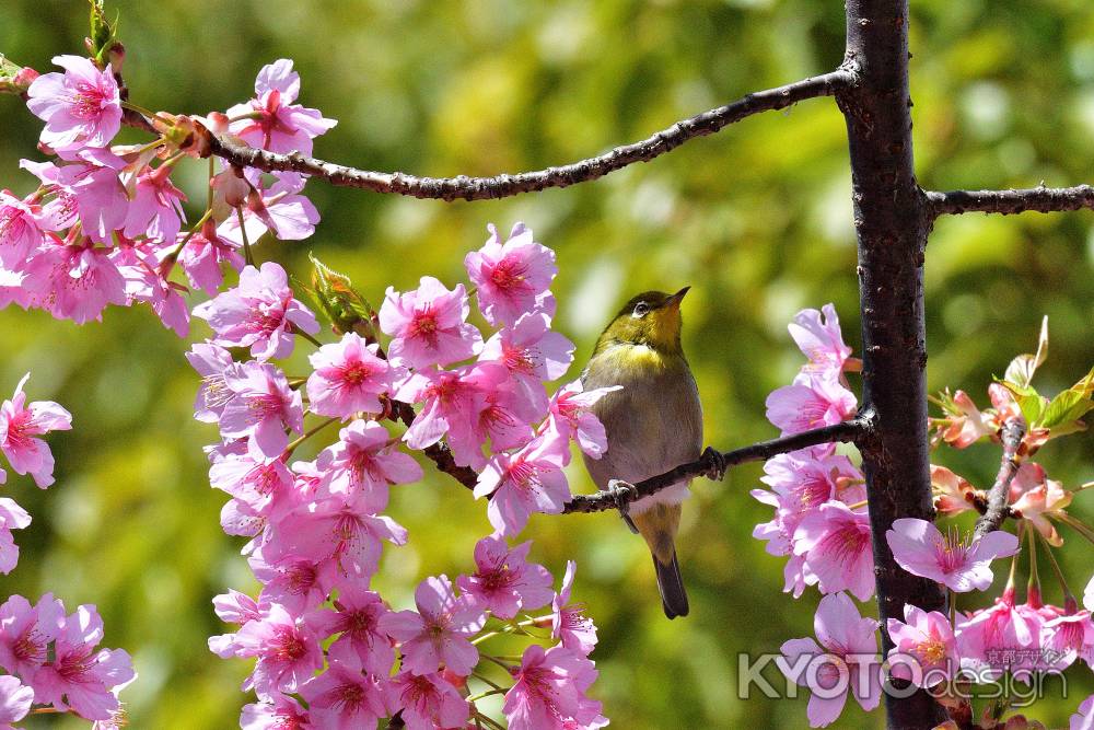 春分の花めぐり