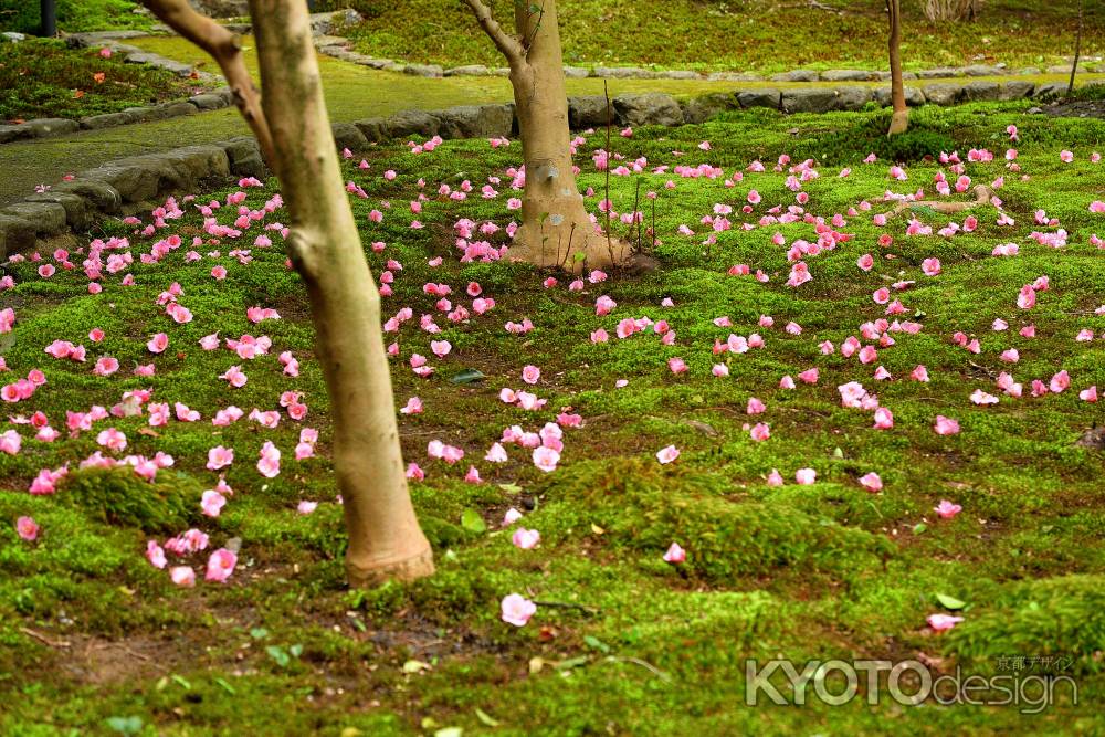 苔と儚き可憐