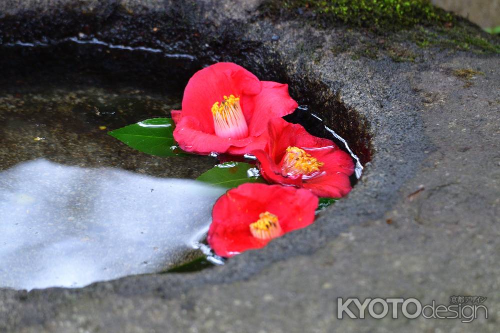 朱の花の水飾り