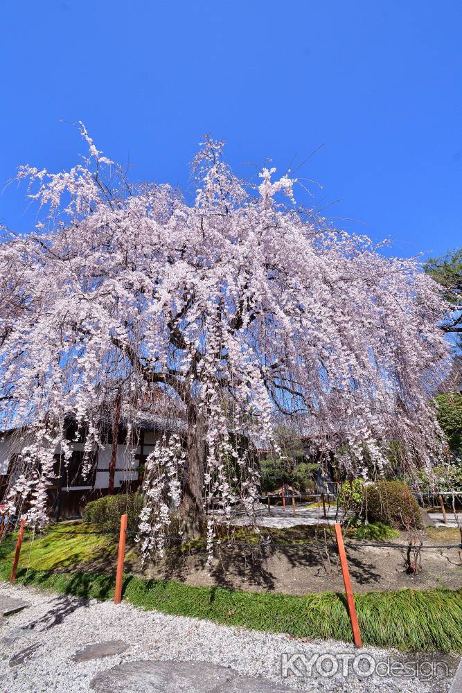 大桜、春風に揺れ