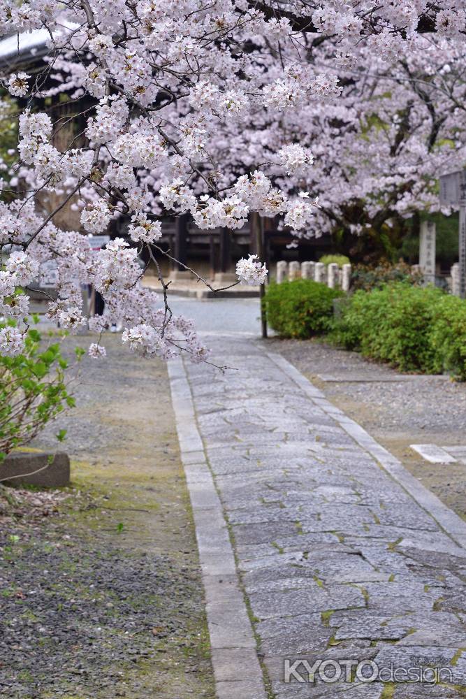 西陣、桜参道