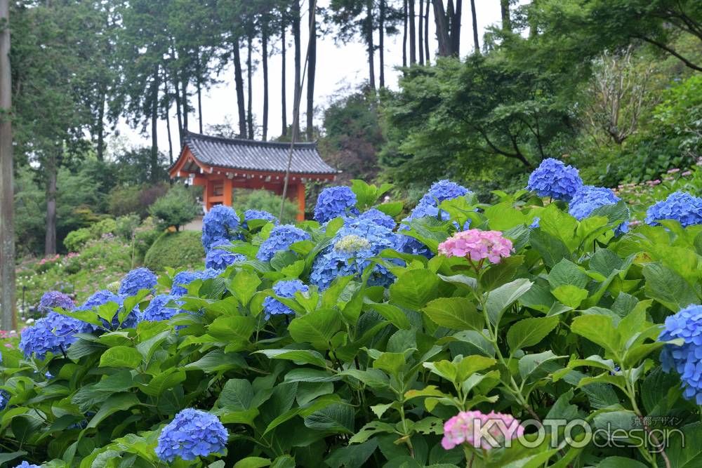 葵月の手毬花