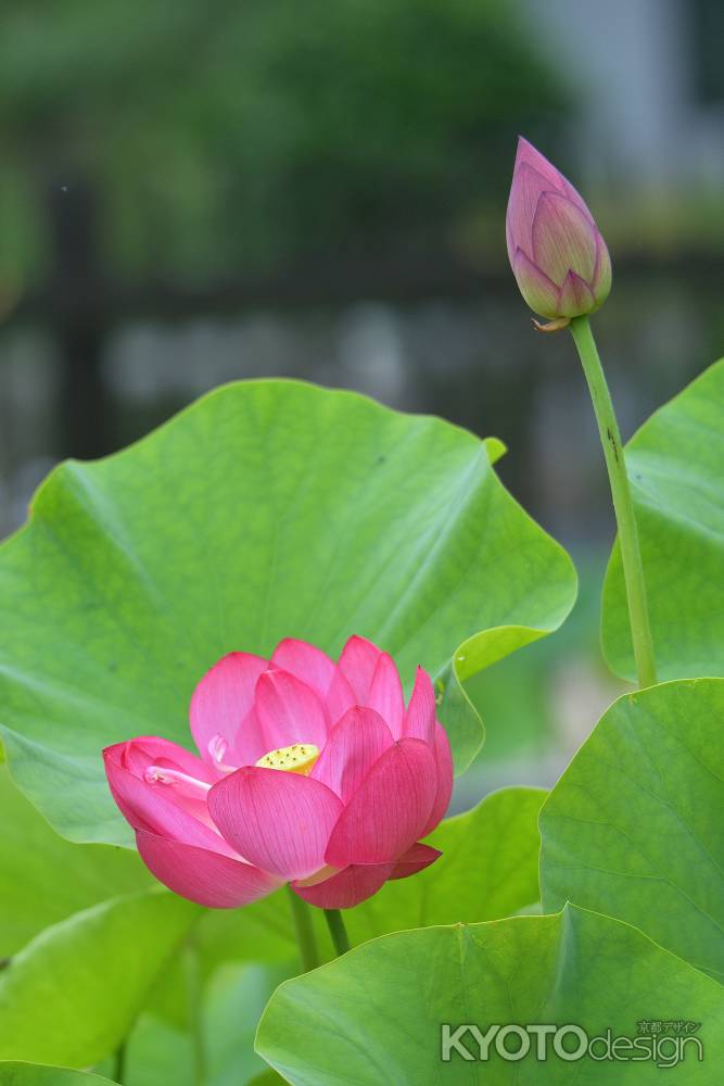 可憐、水の華