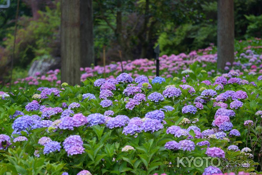 お寺の花飾り