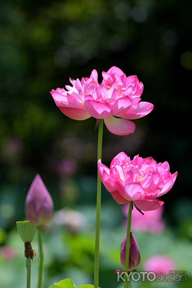 山科の花模様