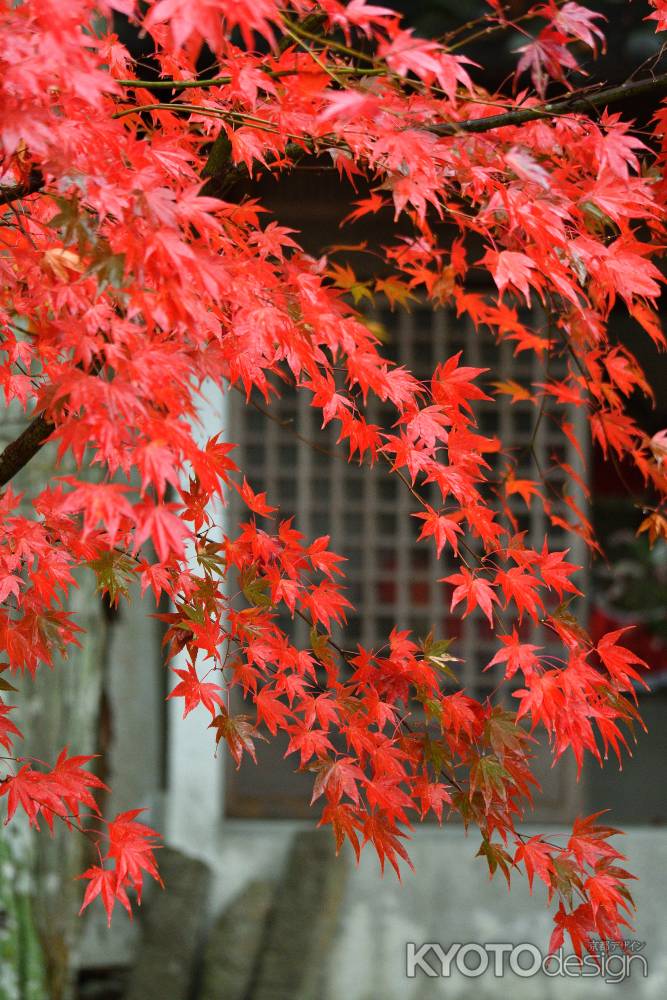 深紅の葉飾り