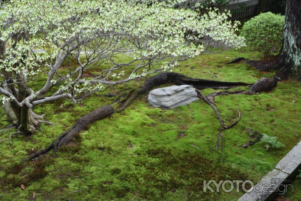 苔庭の満天星