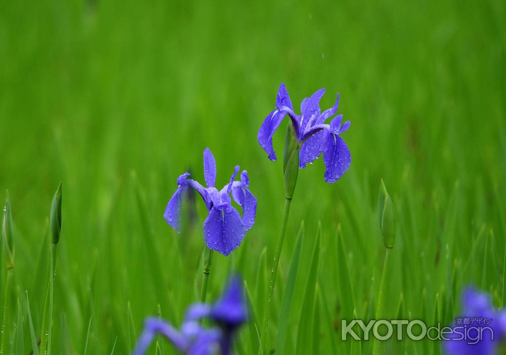 社の雨露