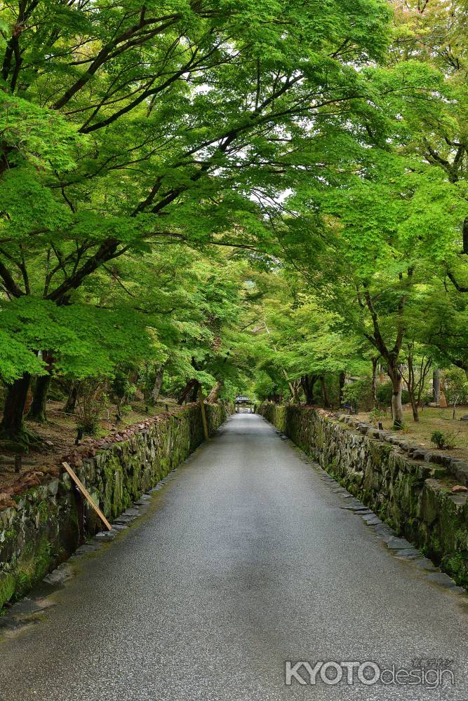 緑葉揺れる琴の坂