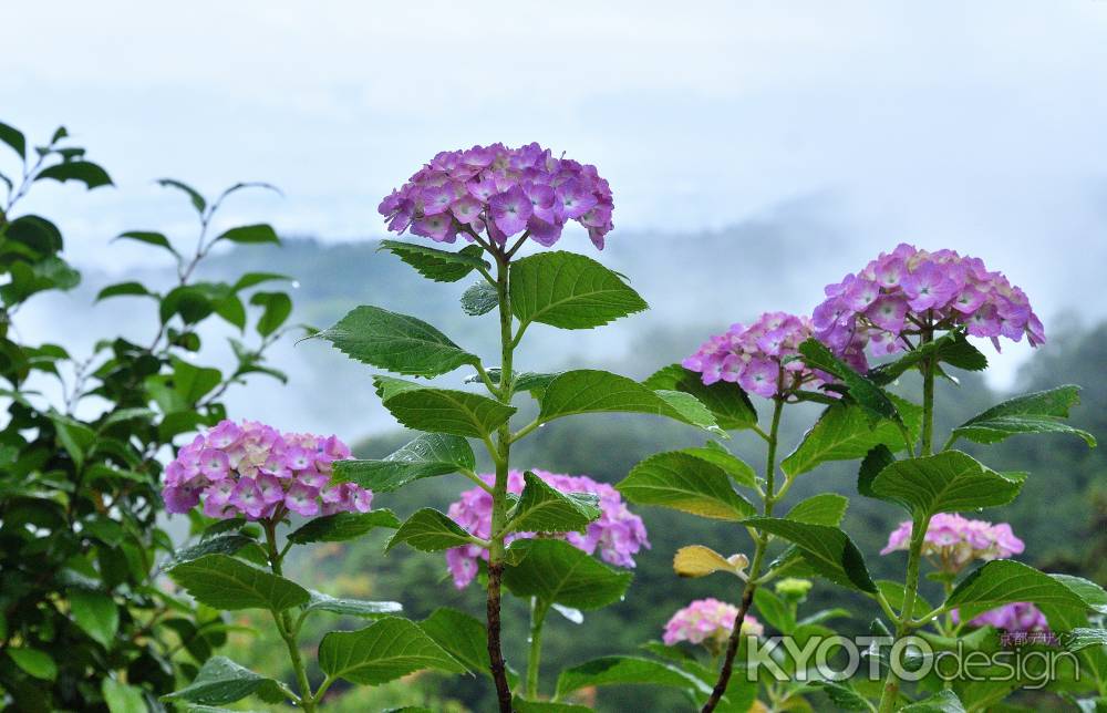 朝霧の八仙花