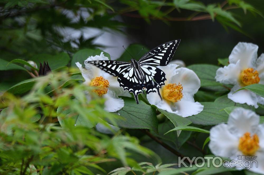 初夏の花めぐり