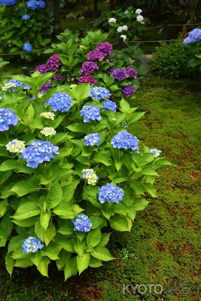 御寺（みでら）の梅雨の花