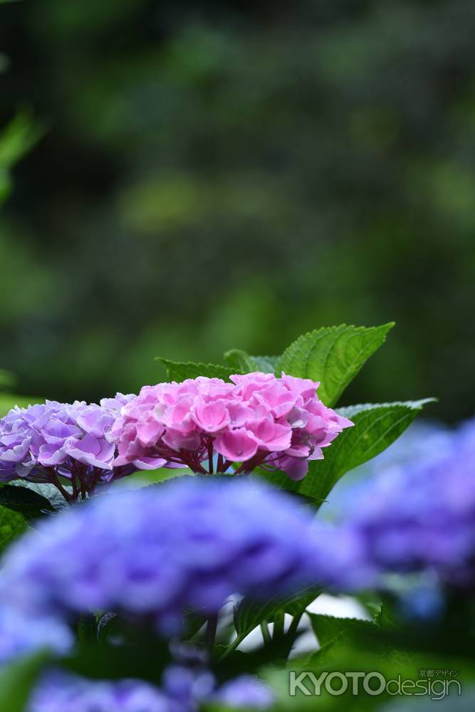 東山の藍花