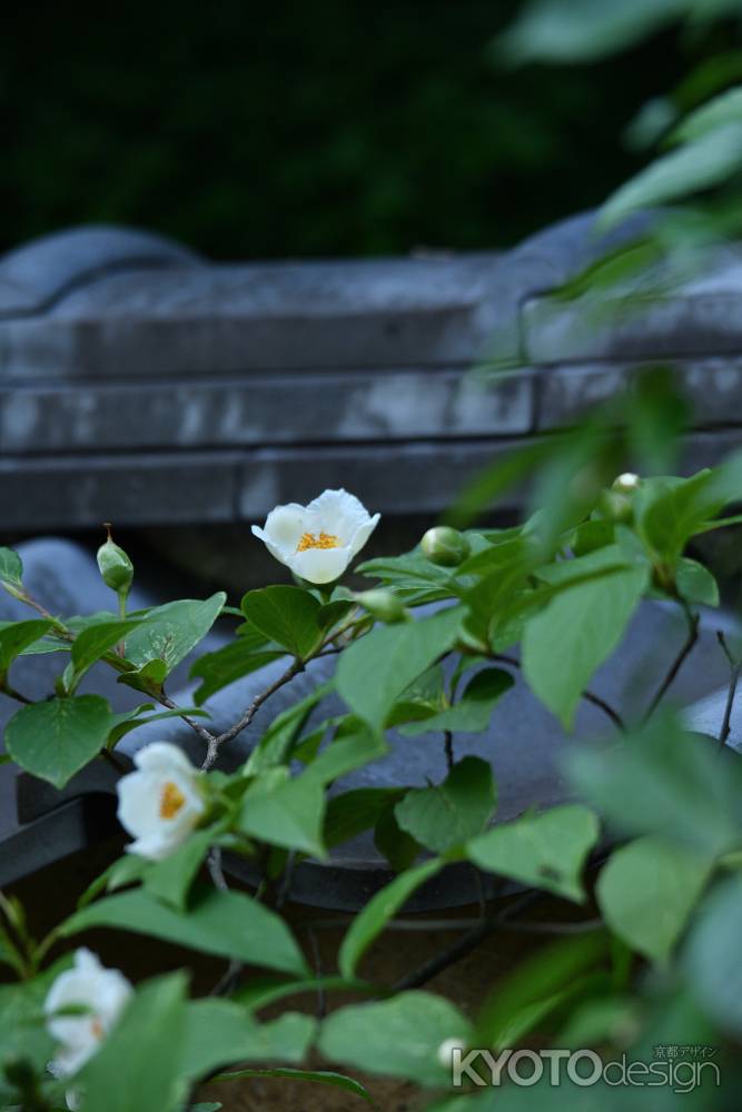 雨時々夏椿